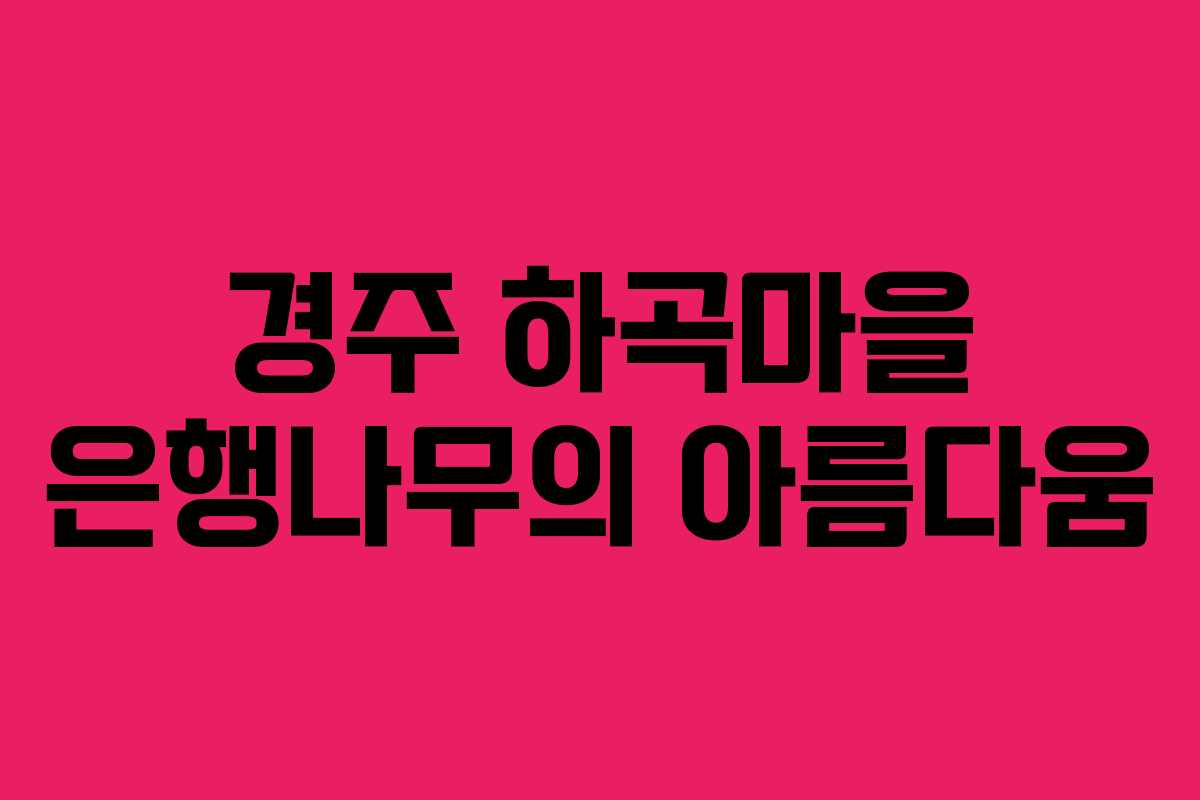경주 하곡마을 은행나무의 아름다움