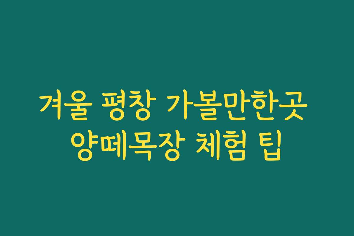 겨울 평창 가볼만한곳 양떼목장 체험 팁
