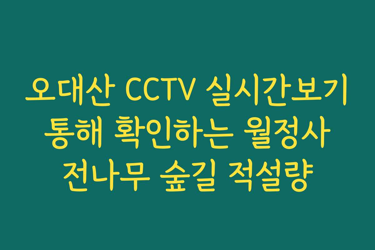 오대산 CCTV 실시간보기 통해 확인하는 월정사 전나무 숲길 적설량