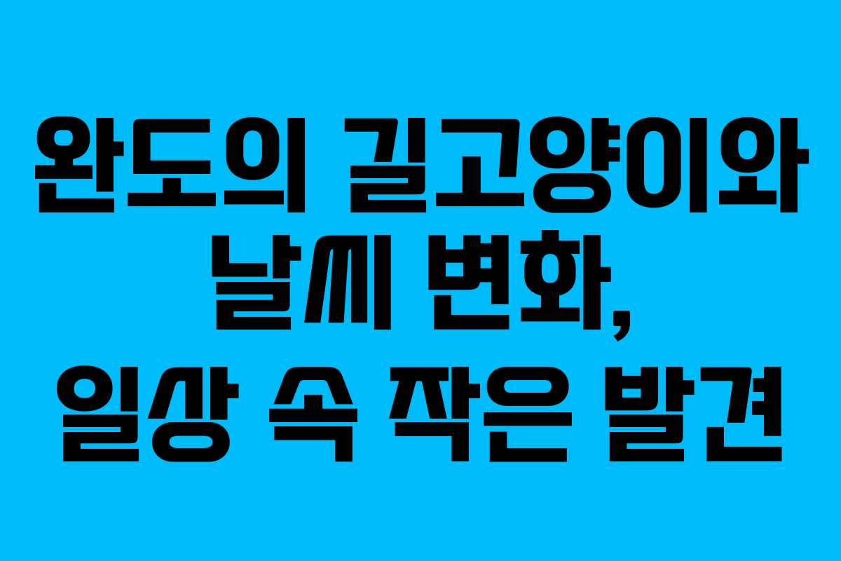 완도의 길고양이와 날씨 변화, 일상 속 작은 발견