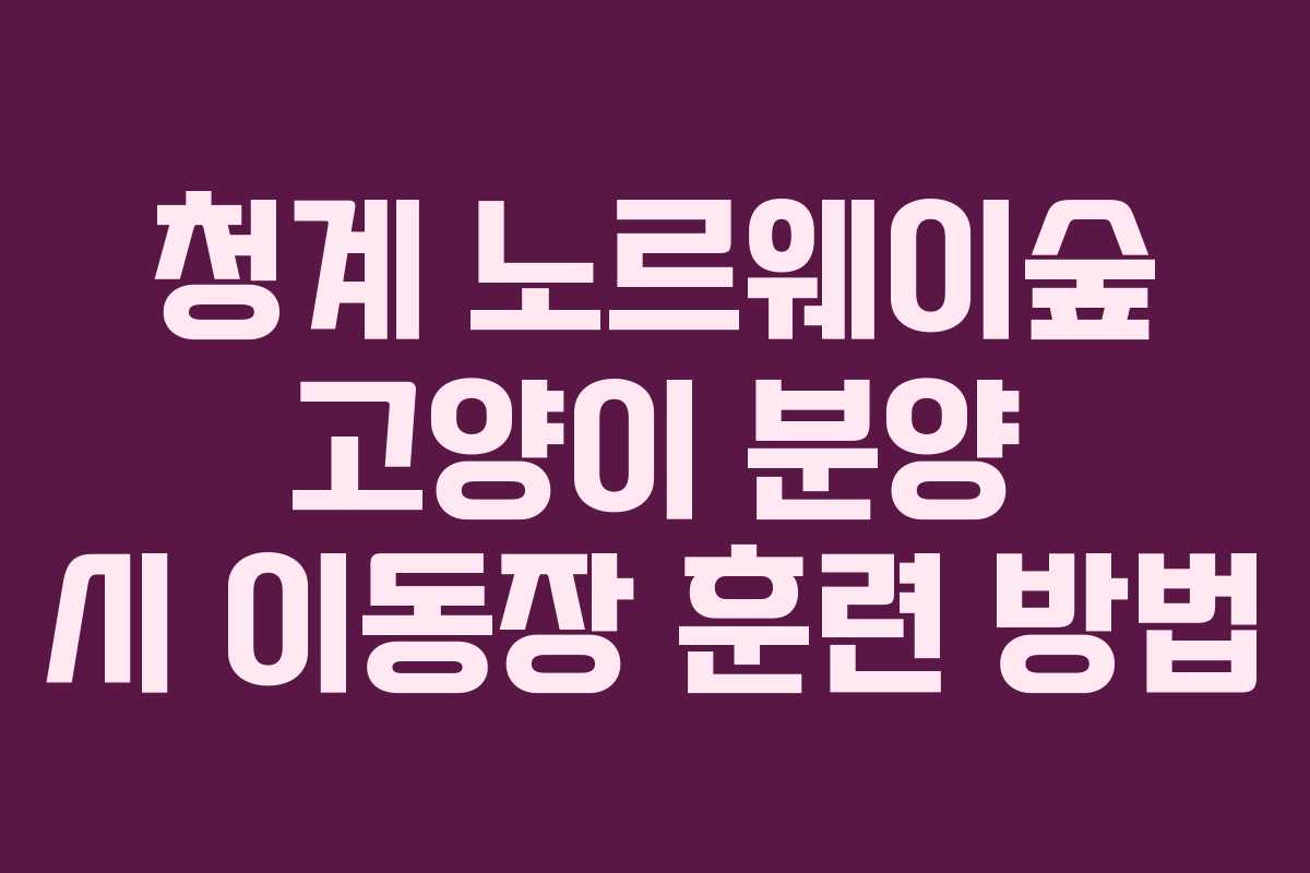 청계-노르웨이숲-고양이-분양-시-이동장-훈련-방법